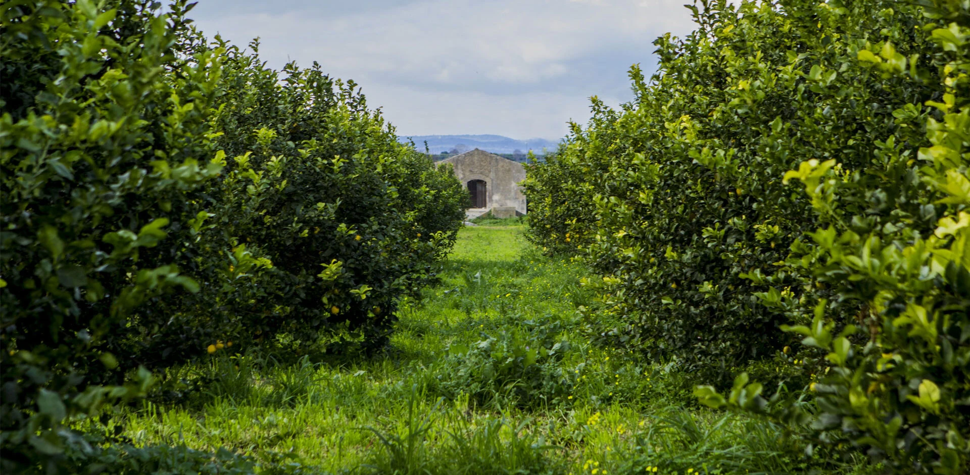 Limoni sugli alberi nel limoneto PASAM