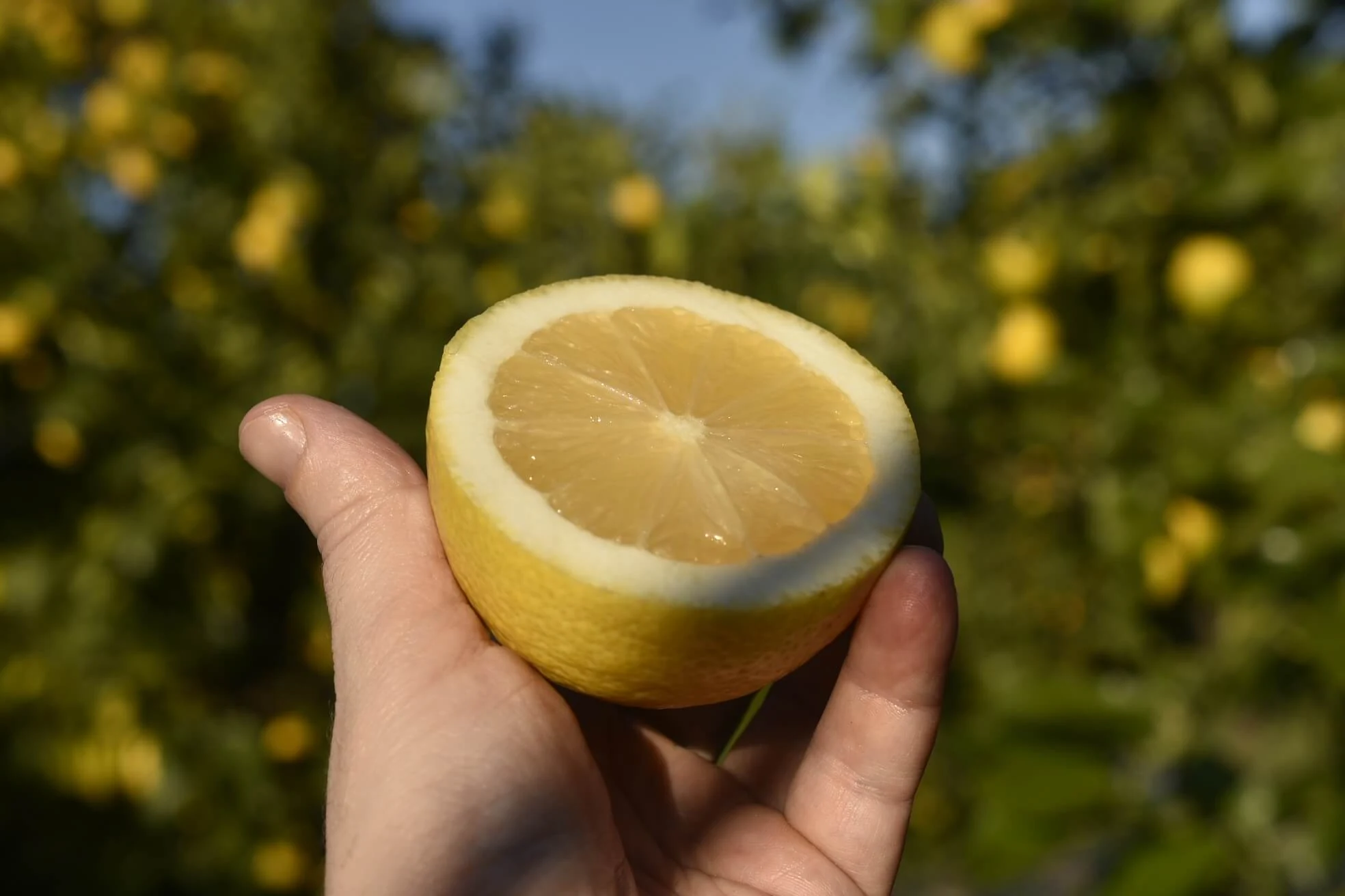 Limone bianchetto