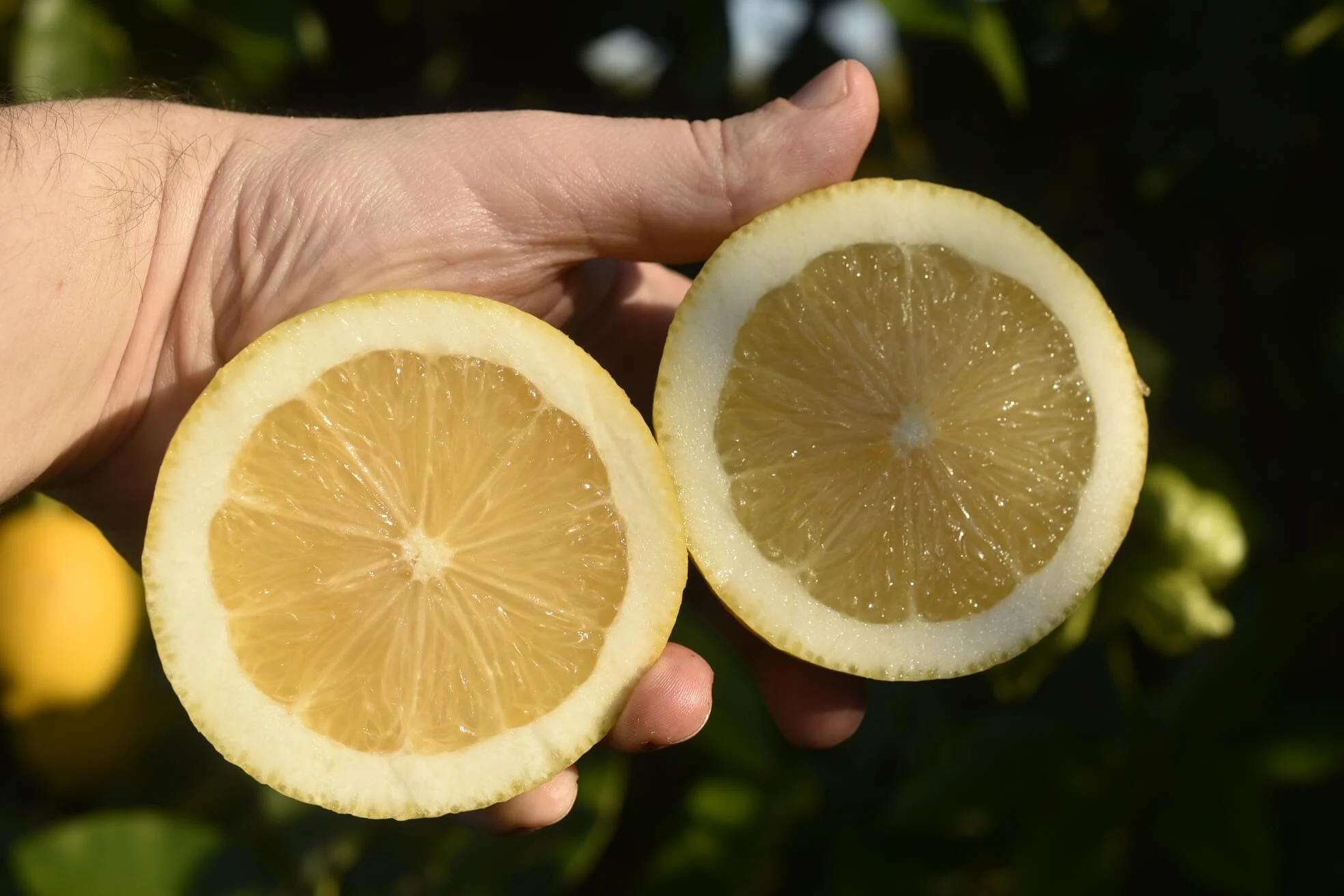 Limone primofiore