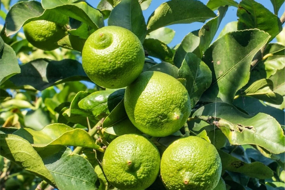 Il verde naturale del limone Verdello