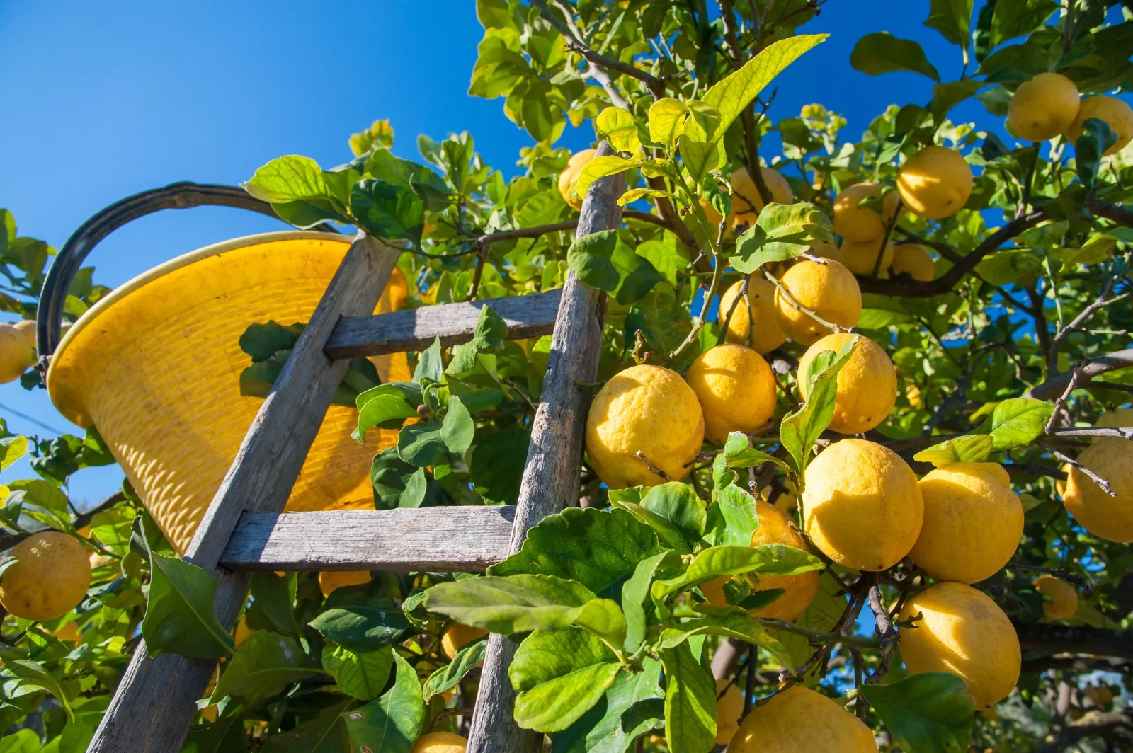 La raccolta del Limone di Siracusa tra gli alberi