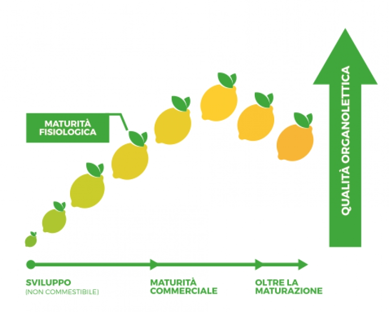 Limoni Biologici all’Etilene?! No grazie!