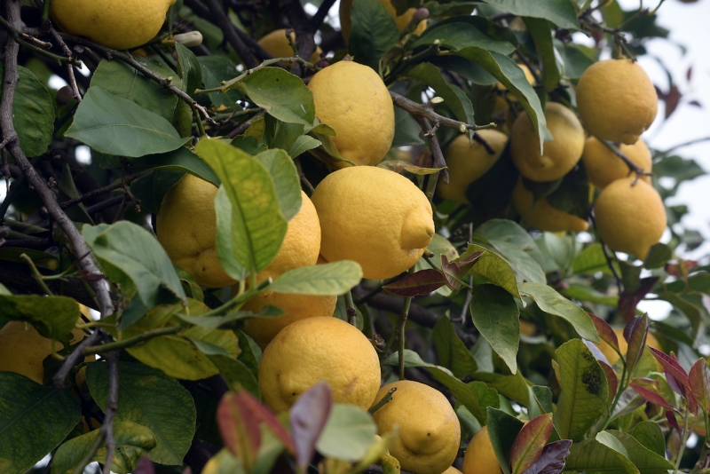 Limoni di Sicilia: Le Due Varietà Fondamentali