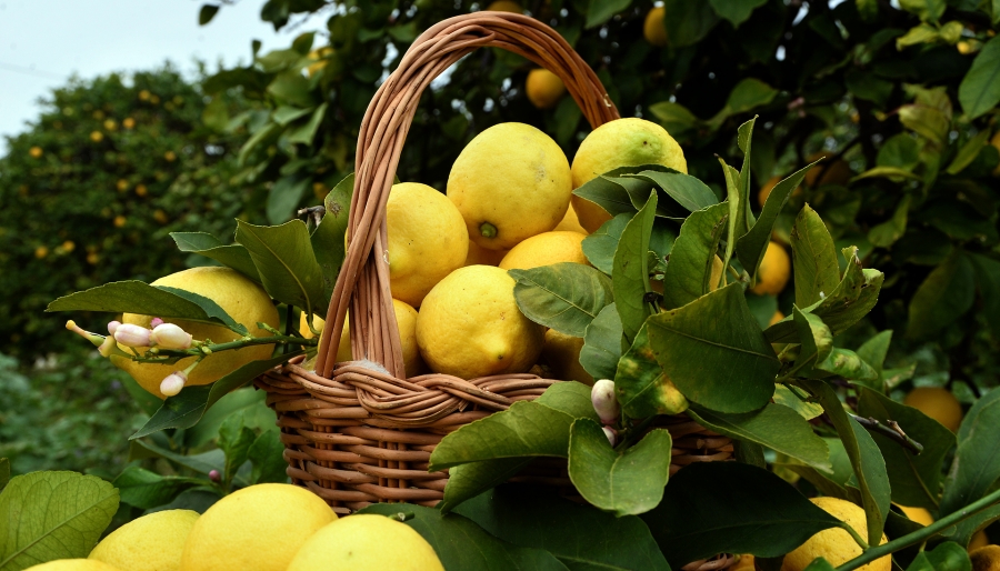 Il Femminello Siracusano: origini, caratteristiche e benefici del Limone di Siracusa