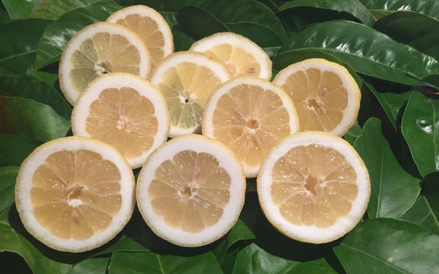 10 Buoni Motivi per Amare il Limone